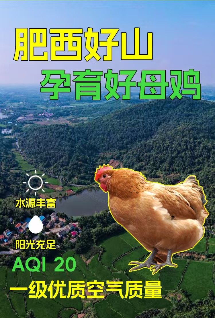 金奖肥西老母鸡 1000g